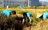 Trung Quốc nghiên cứu thành công lúa nước mặn