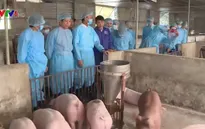 Bộ NN&PTNT kiểm tra công tác ngăn chặn dịch tả lợn châu Phi tại Hà Nội