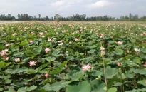 Thích nghi với lũ, nông dân chuyển từ lúa vụ 3 sang nuôi trồng nông, thủy sản