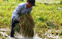 Lúa vụ 3 có giúp nông dân thoát nghèo?