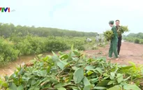 Buổi sáng tại Khu bảo tồn đa dạng sinh học cây dược liệu Đồng Tháp Mười
