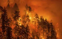 Ít nhất 9 người thiệt mạng do cháy rừng ở California, Mỹ