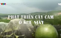Chuyện nhà nông với nông nghiệp: Phát triển cây cam ở Khe Mây