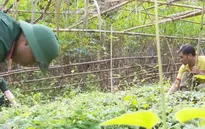 Trồng sâm dây giúp người dân biên giới thoát nghèo