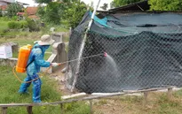 Phú Yên khẩn trương phòng chống cúm A/H5N6 trên đàn gia cầm