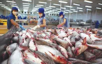 Xuất khẩu cá tra sang Trung Quốc tăng đột biến