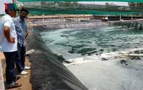 Cần có giải pháp căn cơ để phát triển tôm sú