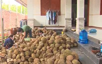 Sầu riêng ở Tiền Giang ế do thương lái ngừng thu mua