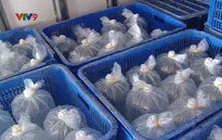 Giải pháp vận chuyển giúp giảm chi phí, tối ưu hóa sản phẩm ngành tôm