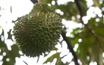 Malaysia hưởng lợi nhờ nhu cầu sầu riêng tại Trung Quốc