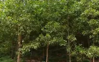 Ngành gỗ đáp ứng thị trường