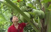 Dừa lọt top trái cây xuất khẩu cao nhất