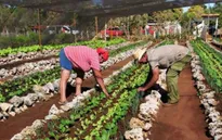 Mỹ và Cuba hợp tác nông nghiệp