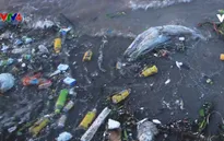 Ô nhiễm rác thải nhựa đại dương ngày càng nghiêm trọng