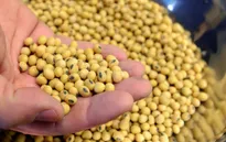 Trung Quốc mua đậu tương Mỹ