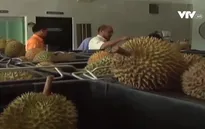 Sầu riêng - “Vàng trắng” của ngành nông nghiệp Malaysia