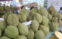 Sầu riêng rớt giá mạnh, nhà vườn mất hàng nghìn tỷ đồng