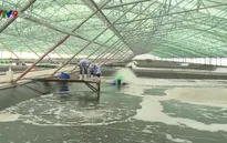 Xây dựng khu nông nghiệp công nghệ cao - Bước phát triển đột phá ngành tôm