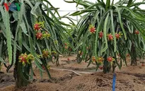 Nông dân đổi đời nhờ thanh long xuất khẩu