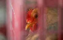 Xuất hiện ca nhiễm cúm gia cầm H7N4 đầu tiên ở người