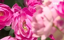 Khu vườn mơ ước cho trẻ em nghèo