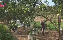 Tỉnh Bình Dương với kinh nghiệm không còn hộ nghèo