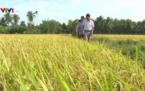 Gạo hữu cơ vào siêu thị