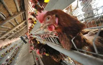 Hà Lan phát hiện dịch cúm gia cầm ở miền Bắc