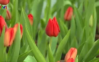 Thưởng ngoạn hoa tulip tại Phú Yên dịp Tết Nguyên đán