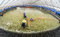 Nuôi tôm siêu thâm canh trong nhà kính - Đột phá về ứng dụng công nghệ của ngành tôm