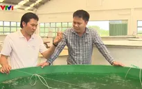 Giá cá tra giống cao nhất trong 10 năm qua