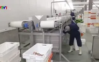 Một đêm ở cảng cá Oostende, Vương quốc Bỉ