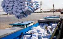 Việt Nam có khả năng xuất khẩu 6,5 triệu tấn gạo