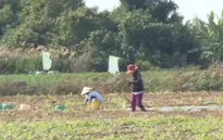 Khát nước sạch ở vùng ven biển ĐBSCL