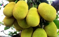 Giá mít Thái tại ĐBSCL tăng cao kỷ lục