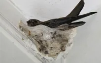 Làm giàu từ nghề nuôi chim yến tại Phú Yên