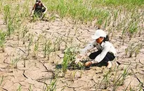 Nông dân Nam Trung Bộ ngược xuôi tìm nguồn nước chống hạn
