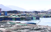 Bất ổn nghề nuôi tôm hùm trên biển sau bão