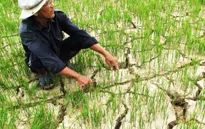 Ứng phó hạn mặn phức tạp bằng phương pháp chủ động tại Sóc Trăng