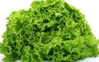 Mỹ cảnh báo khuẩn E.coli trong rau diếp