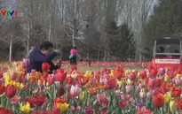 Mãn nhãn mùa hoa tulip tuyệt đẹp ở Trung Quốc