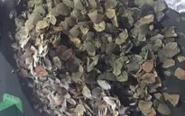 Bắt lượng vảy tê tê lớn nhất từ trước đến nay