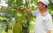 Thương lái Trung Quốc tăng cường thu mua, giá mít Thái ở ĐBSCL cao ngất ngưởng