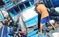Công tác khắc phục thẻ vàng thủy sản của Ủy ban châu Âu