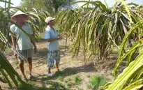 Bình Thuận: Hơn 1.100ha thanh long bị thiếu nước tưới trầm trọng