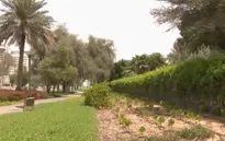 UAE phủ xanh những vùng đất sa mạc