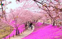 Hoa anh đào Nhật Bản nở rộ đón Xuân