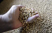 Trung Quốc xem xét gỡ bỏ thuế nhập khẩu đối với đậu nành Mỹ