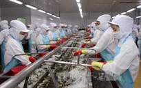 Giá tôm nguyên liệu xuống thấp