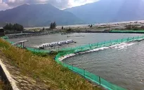 Hàng nghìn người dân "treo" ao vì giá tôm xuống thấp